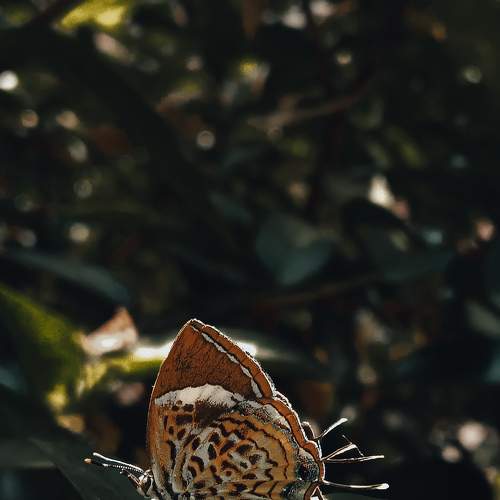 Photo #9183878