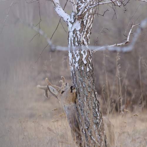 Косули. Весенние заметки