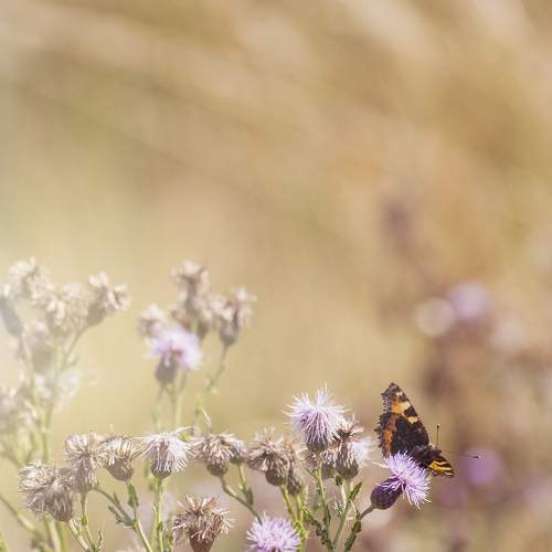 Photo #9186187
