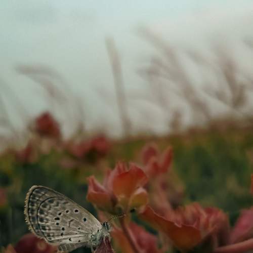 Photo #9186294
