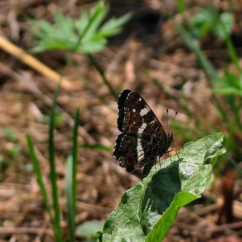 Photo #9186916