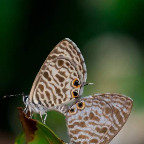 Photo #9188402