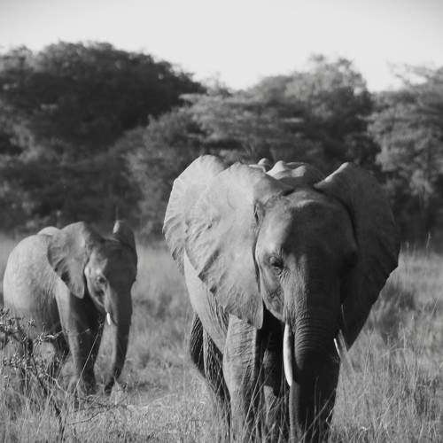 Elephants