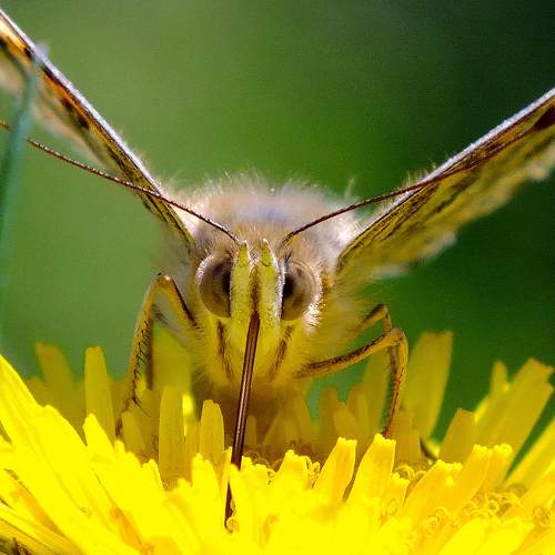 Photo #9189959