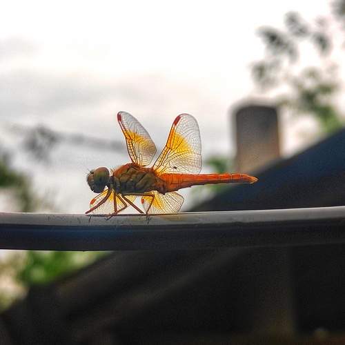 Dragonfly
