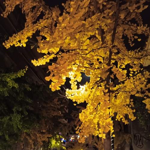 Gingo biloba...an ancient tree....