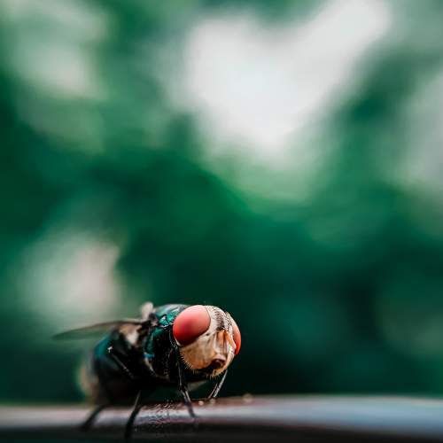 Tiny Worlds Unveiled: The Macro Marvels of Housefly Photography"
