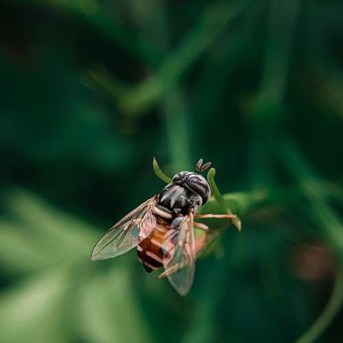 Enchanting hoverfly .