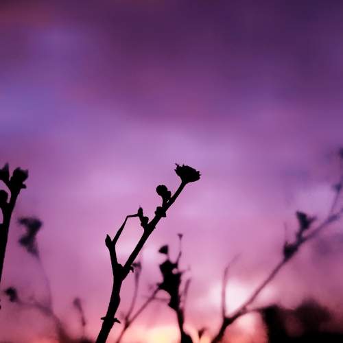 Sunset love