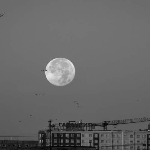 Photo #9192595