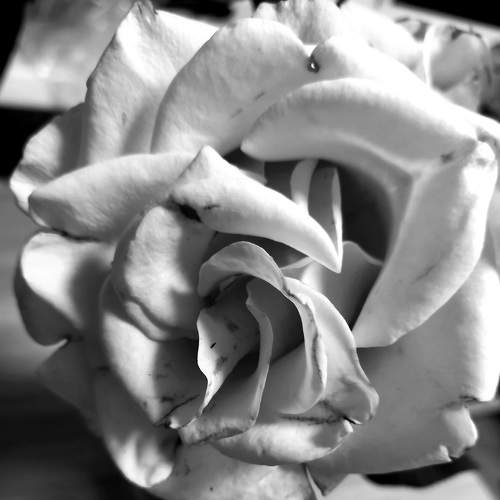 Photo #9192616