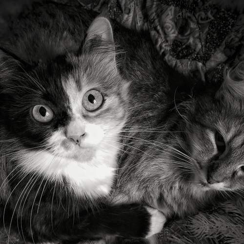 Photo #9192639