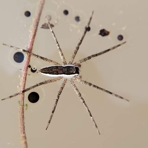 Fishing Spiders Dolomedes