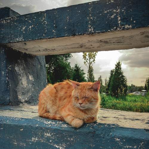 Photo #9193988