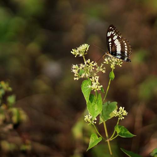 Photo #9194207