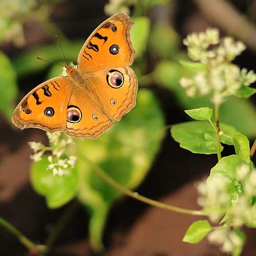 Photo #9194217