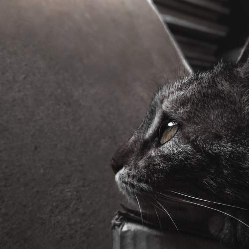 Photo #9194805