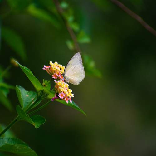 Photo #9194921