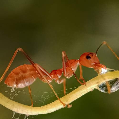 Thirsty ant