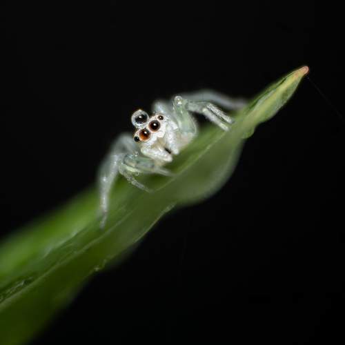 Spider with crown