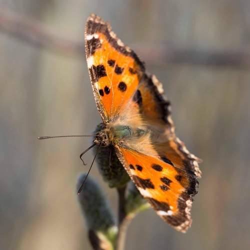 Photo #9196618
