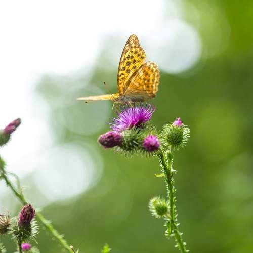 Photo #9196620