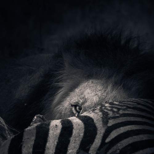 Photo #9196817
