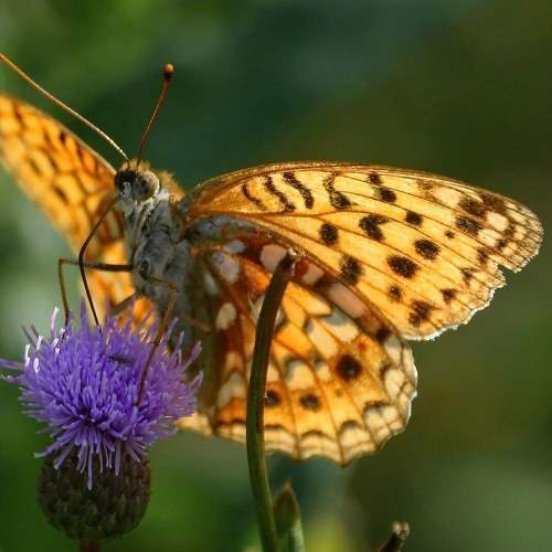 Photo #9196830