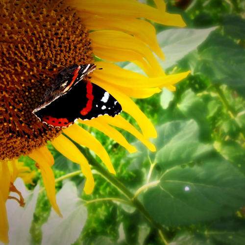 Фотография #9196840