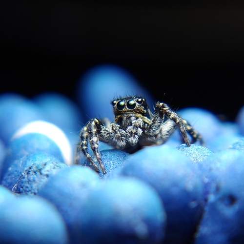 Spider and matches