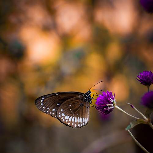 Brown Butterfly