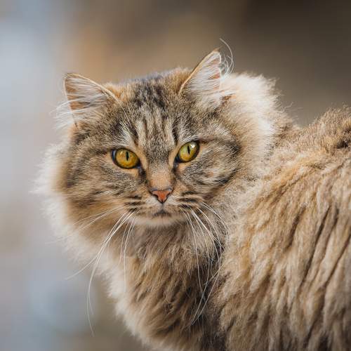 Photo #9198866