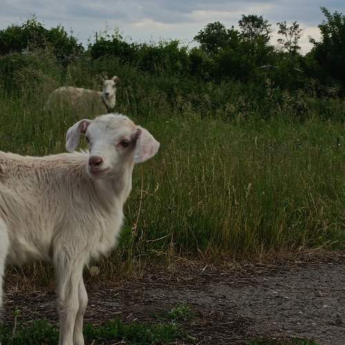 Photo #9199464