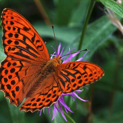 Большая лесная перламутровка  (Argynnis paphia)