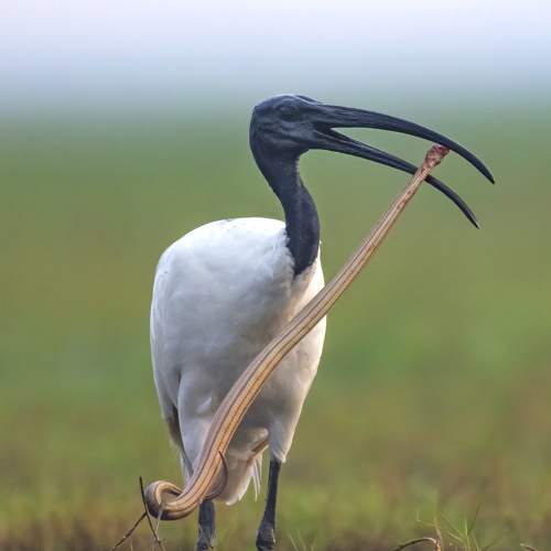 Photo #9200429