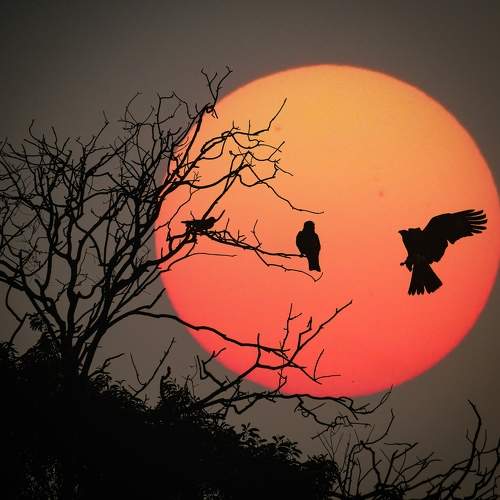 Photo #9201002