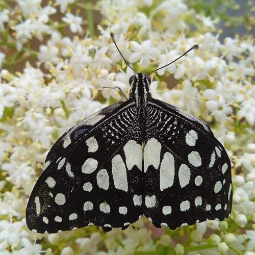 Photo #9203470