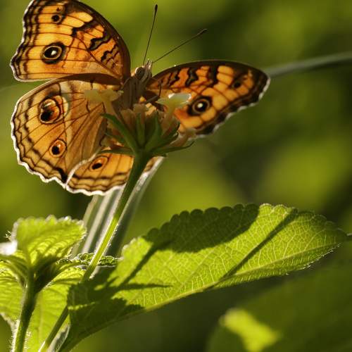 Photo #9203619