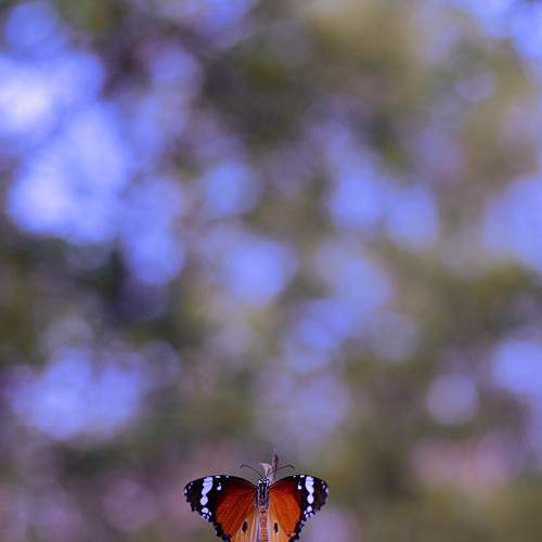 Photo #9203626