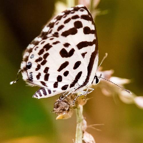 Photo #9204085