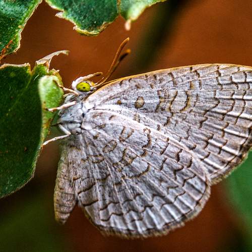 Photo #9204089