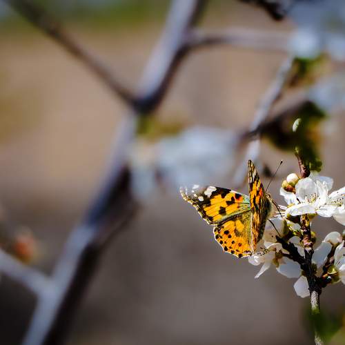 Photo #9205507