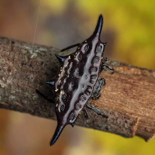 Parallel-spined Spiny Orbweaver