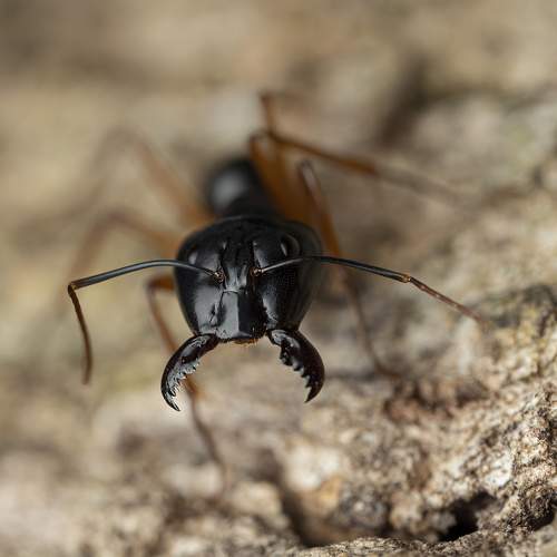 Carpenter Ant