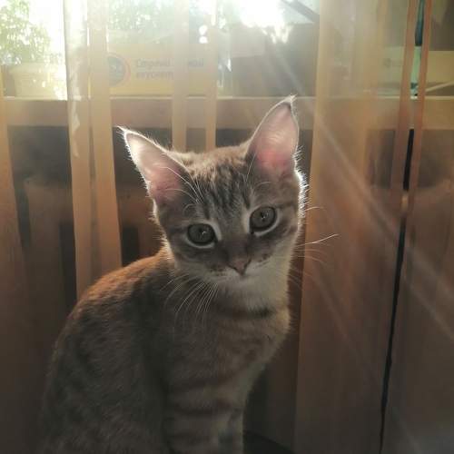 Мой рыжий котик, Кузя)