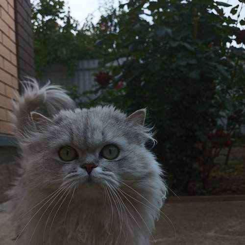 Photo #9209066