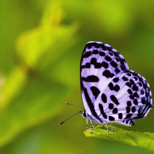 Photo #9209488