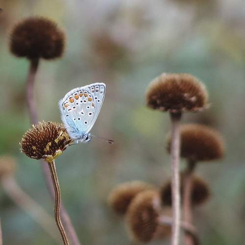 Photo #9209521