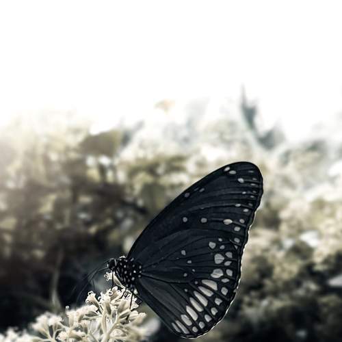 Photo #9210386