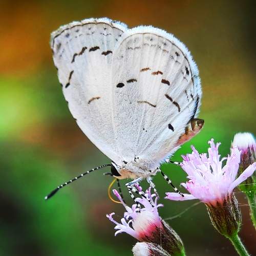 Photo #9210800